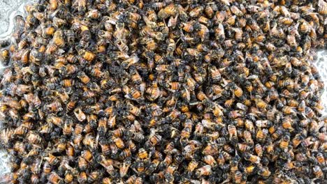 Sudden-change-in-temperature-most-likely-caused-this-giant-swarm-of-bees-to-die