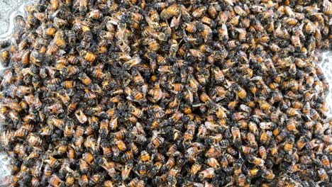 El-Cambio-Repentino-De-Temperatura-Probablemente-Causó-La-Muerte-De-Este-Enjambre-Gigante-De-Abejas.