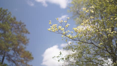 focus pull to a branch of white tree blossoms in spring with clouds, sky and tree branches in the background