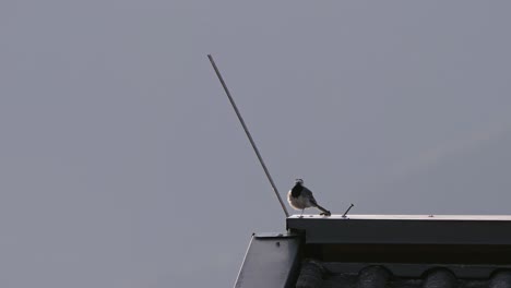 white wagtail on a rooftop close-up against a clear sky