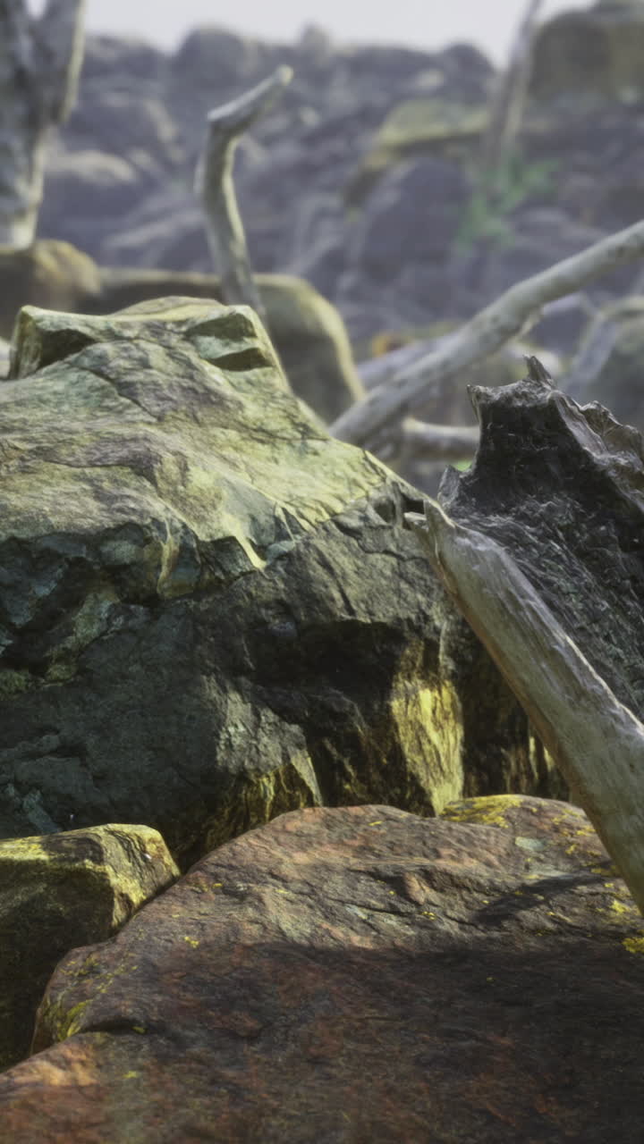 Textured rocks and dry branches in an arid landscape during daylight