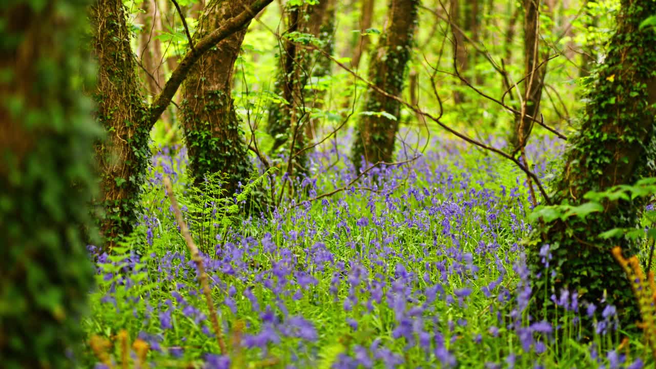 Bluebells in a Forest