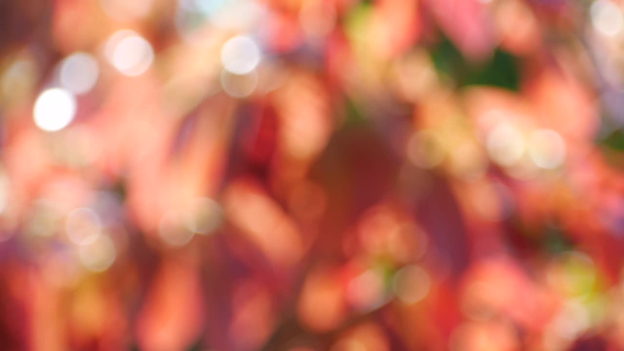 bokeh y telón de fondo