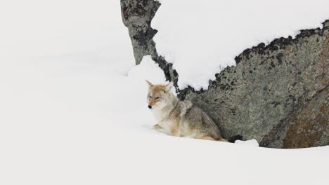 Kojote-Auf-Nahrungssuche-Im-Winter-In-Montana