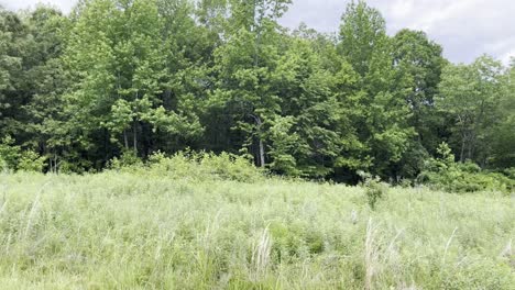 Fahrseitiges-Schild-Eines-Roadtrips-Mit-Grünen-Bäumen,-Vegetation-Im-Hintergrund