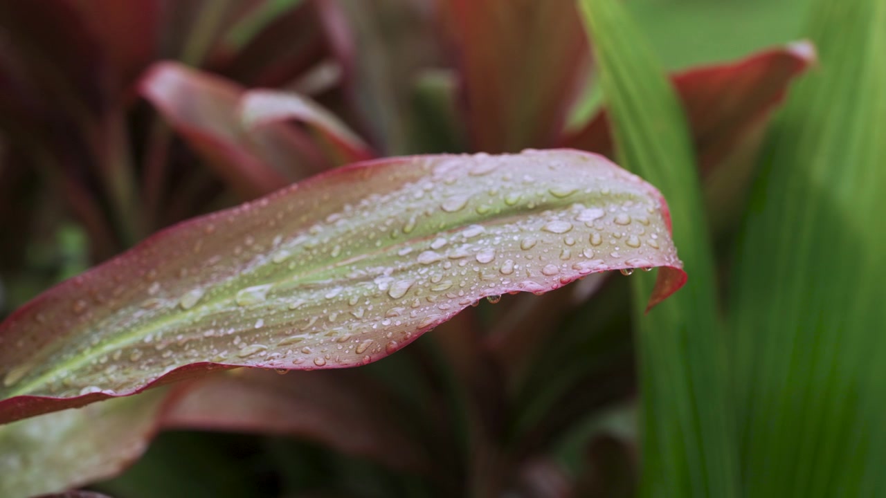 Gocce di pioggia che cadono su una foglia di Cordyline tropicale in giardino