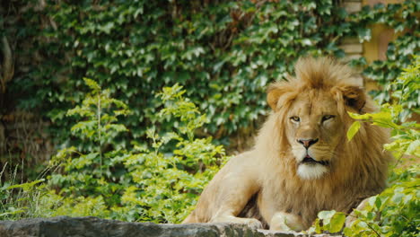 el poderoso león observa cuidadosamente su territorio mirando hacia adelante