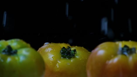 Salpicar-Agua-Sobre-Tres-Grandes-Tomates-Bistec-Amarillos,-Rojos-Y-Verdes-Con-Fondo-Negro