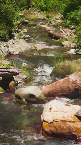 narrow river with rocky banks and rapids cascades in forest on sunny day slow motion. shallow creek runs across highland wood. explore nature wonders