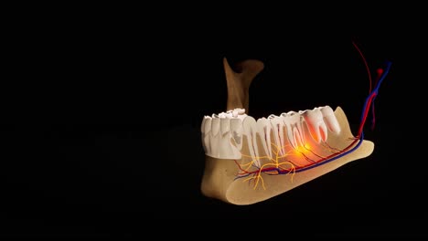 toothache. anatomical detailed section of the teeth. nerve inflammation. 3d animation