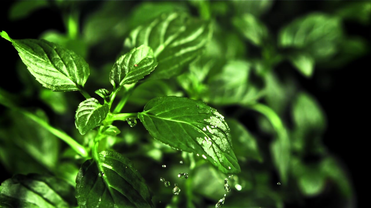 Gocce d'acqua che cadono su una foglia verde fresca al rallentatore.