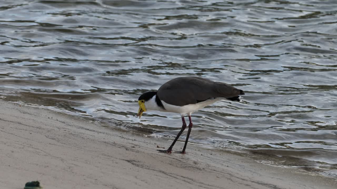 los pájaros caminan y se alimentan a lo largo de una costa arenosa