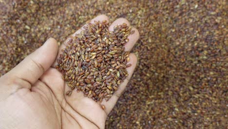 un puñado de arroz marrón