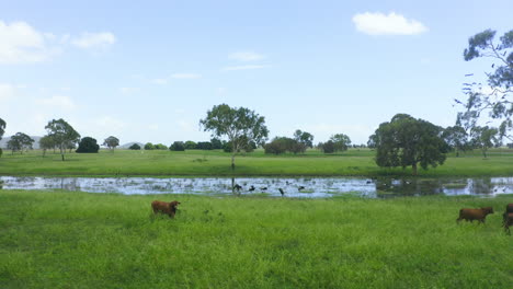 Die-Natur-In-Ihrem-Element