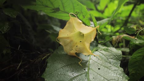 shot of a yellow tropical flower in jungle rainforest of tanzania surrounded by green trees and plants