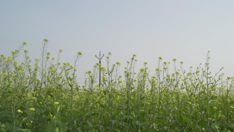 芥末花在广<unk>的田野里开花