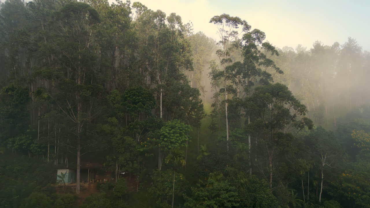 Ripresa aerea con drone intorno agli alberi in una mattina nebbiosa in Sri Lanka, vicino al Ponte dei Nove Archi.