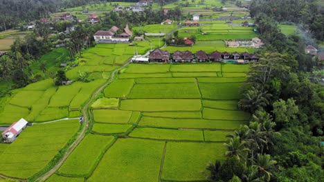 Lush-green-Indonesian-rice-terraces-with-traditional-Balinese-huts,-drone-orbit-shot,-aerial-footage