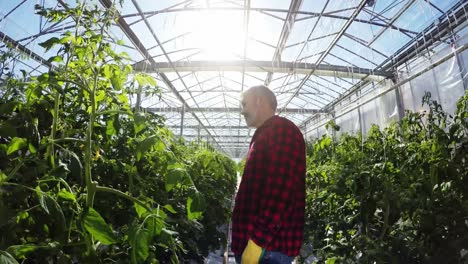 Trabajador-De-Invernadero-Inspeccionando-Las-Plantas-4k