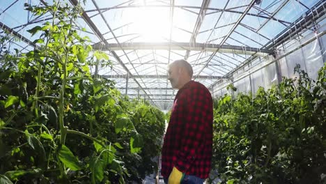 trabajador del invernadero inspeccionando las plantas 4k