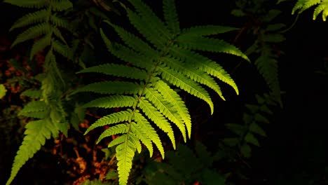 Sunlight-shining-on-jungle-vegetation-in-rainforest,-abstract-nature-background