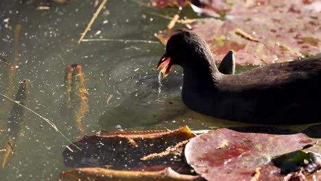 patos alimentándose en el estanque con almohadillas de lirio