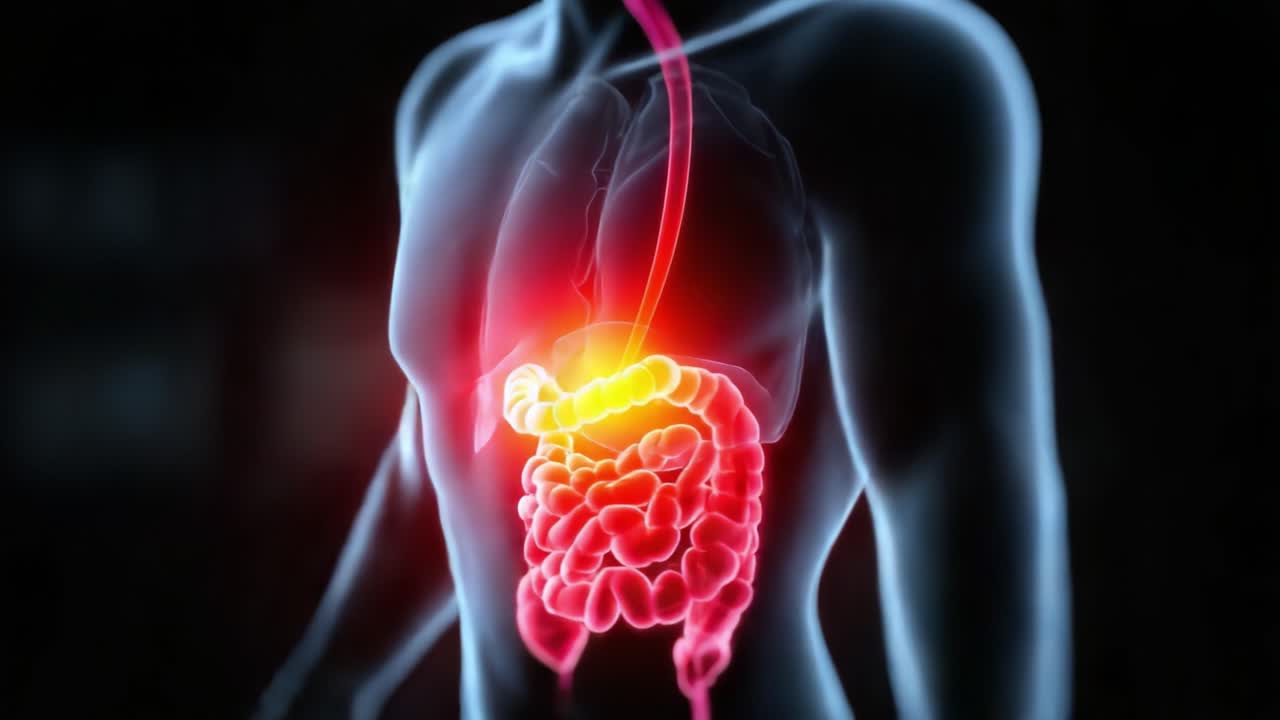 Visualizzazione anatomica dei sistemi digerente e respiratorio umani, che presenta gli organi interni con enfasi su stomaco e intestino in dettagli vividi.