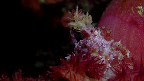 candy crab cleaning close up on soft coral at night