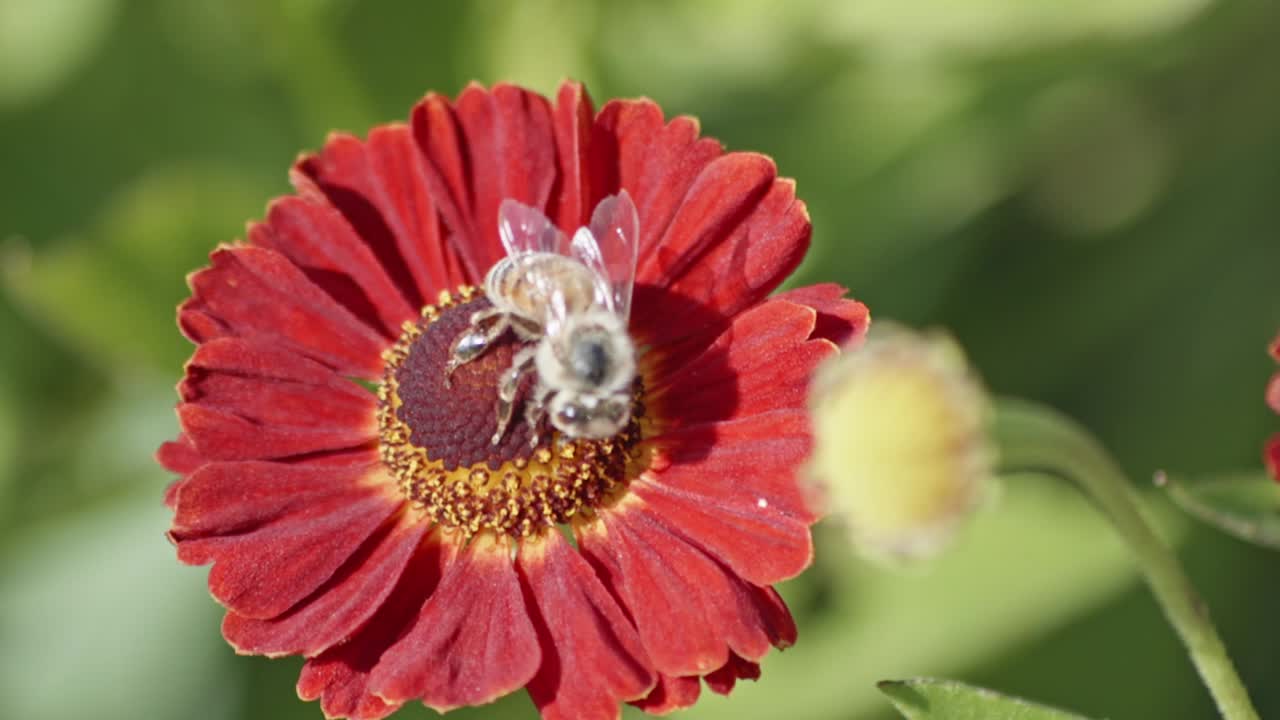 una abeja de miel recolectando néctar de hermosas flores de helenio con centro rojo y pétalos