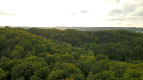 gorgeous drone aerial flying over dense green tree forest covering hills, poland