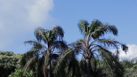 Wind-blows-through-two-palms-on-Norfolk-Island,-Static-Shot