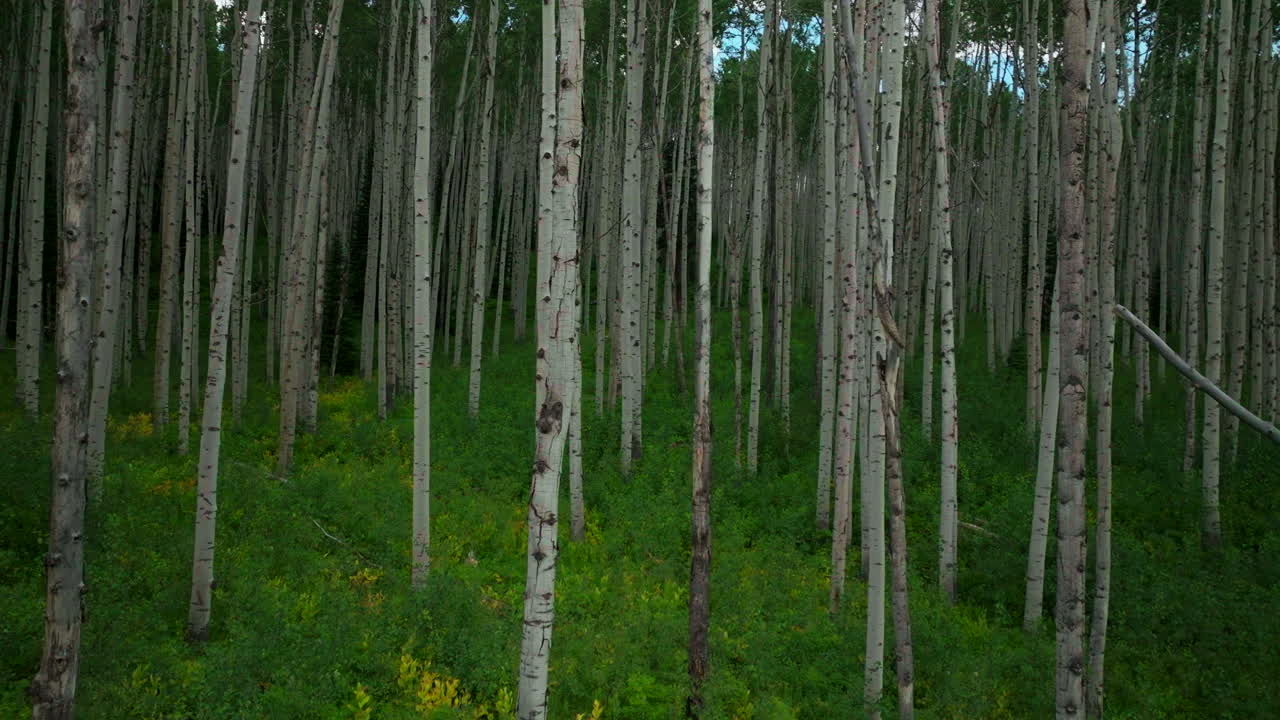 Aerial cinematic drone slider right cloudy slowly lush green perfect dense Aspen forest Kebler Pass Crested Butte Telluride Vail Breckenridge stunning peaceful summer Rocky Mountains Colorado close up