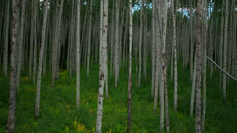 Luftbild-Drohnen-Slider-Rechts-Bewölkt-Langsam-üppiges-Grün-Perfekt-Dichter-Espenwald-Kebler-Pass-Crested-Butte-Telluride-Vail-Breckenridge-Atemberaubender-Friedlicher-Sommer-Rocky-Mountains-Colorado-Aus-Nächster-Nähe