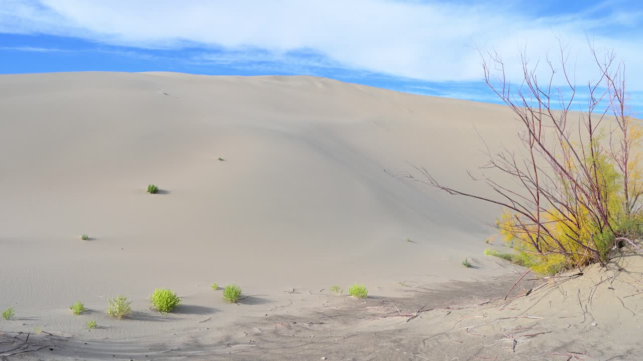 A sweeping vista of the Durgun Nuur desert in remote Mongolia, featuring immense, rolling sand dunes dotted with sparse, hardy vegetation. A scene of untouched, natural wilderness