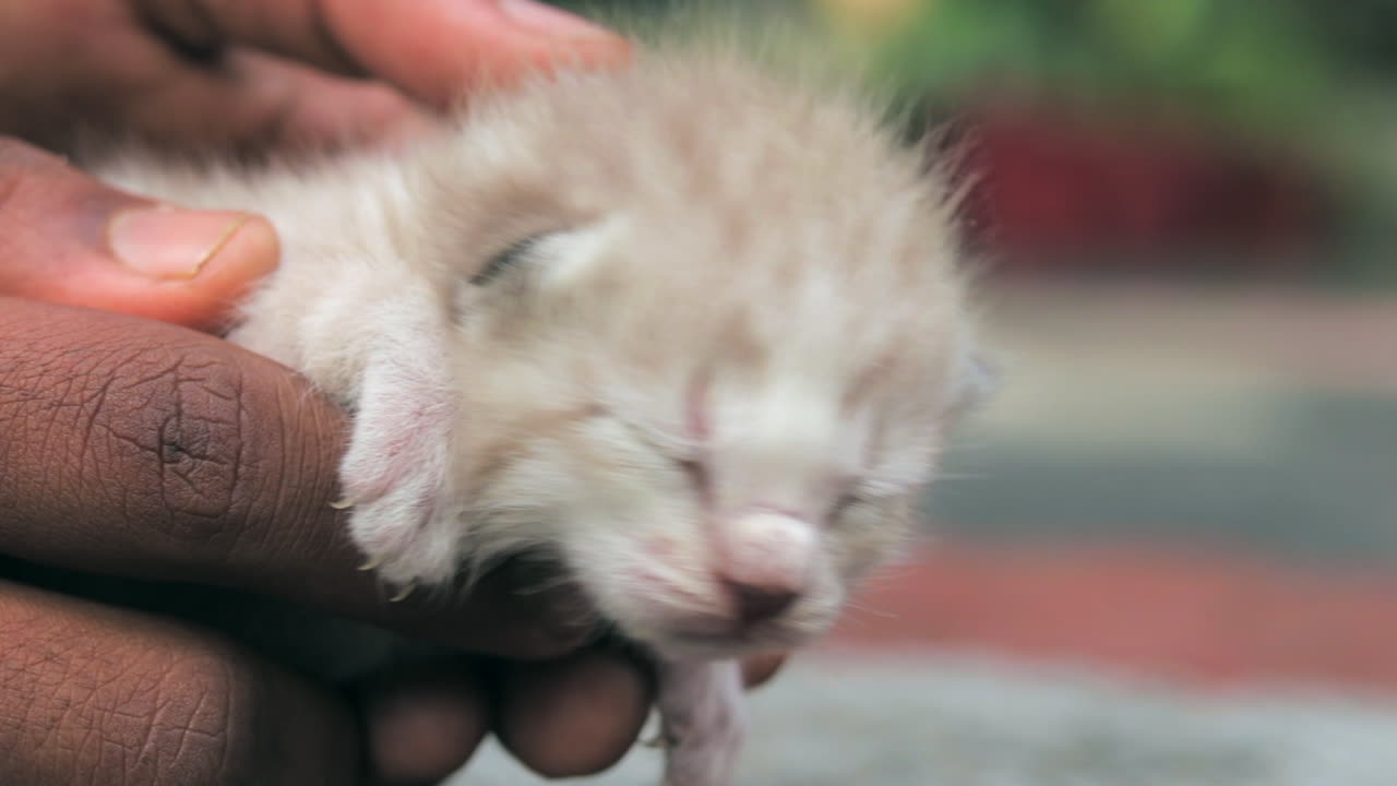 un gatito recién nacido gime en manos de un niño