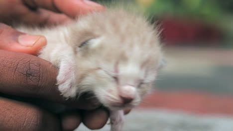 Ein-Neugeborenes-Kätzchen-Stöhnt-In-Den-Händen-Eines-Jungen