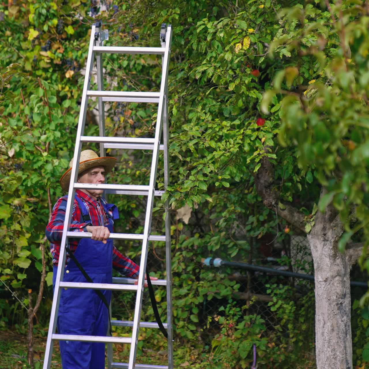 Farmer bringing a ladder for picking up. Fruit farmer harvesting an apple