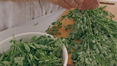 Candid-home-life-moment-of-a-housewife-sorting-and-picking-moringa-or-malungay-leaves-to-be-dried-for-medicinal-tea,-holistic-wellness-and-sustainable-living