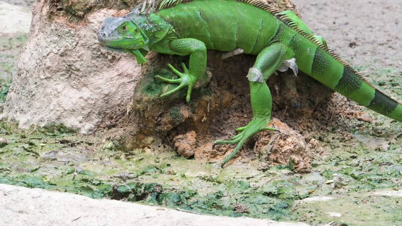싱가포르의 수영장 근처에서 먹이를 찾는 초록색 이구아나