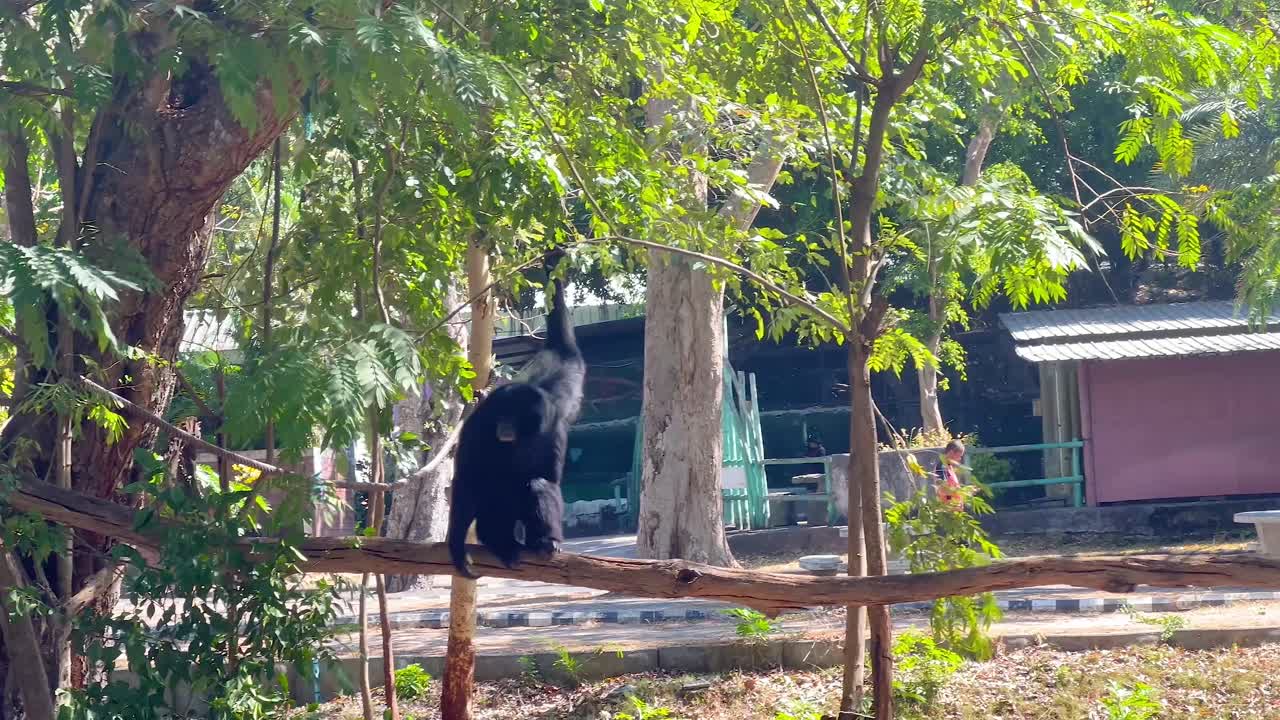 gibones balanceándose e interactuando en un entorno de zoológico