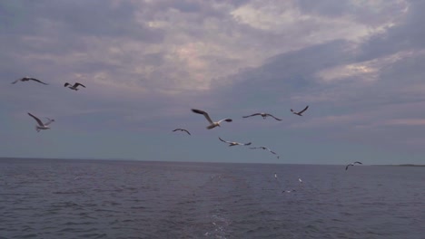 vista de gran angular de gaviotas, alcatraces y gaviotas volando en un cielo rosado y morado al atardecer mientras siguen un barco de pesca