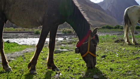 a domesticated horse grazing on the fresh green grass in the mountains at a river