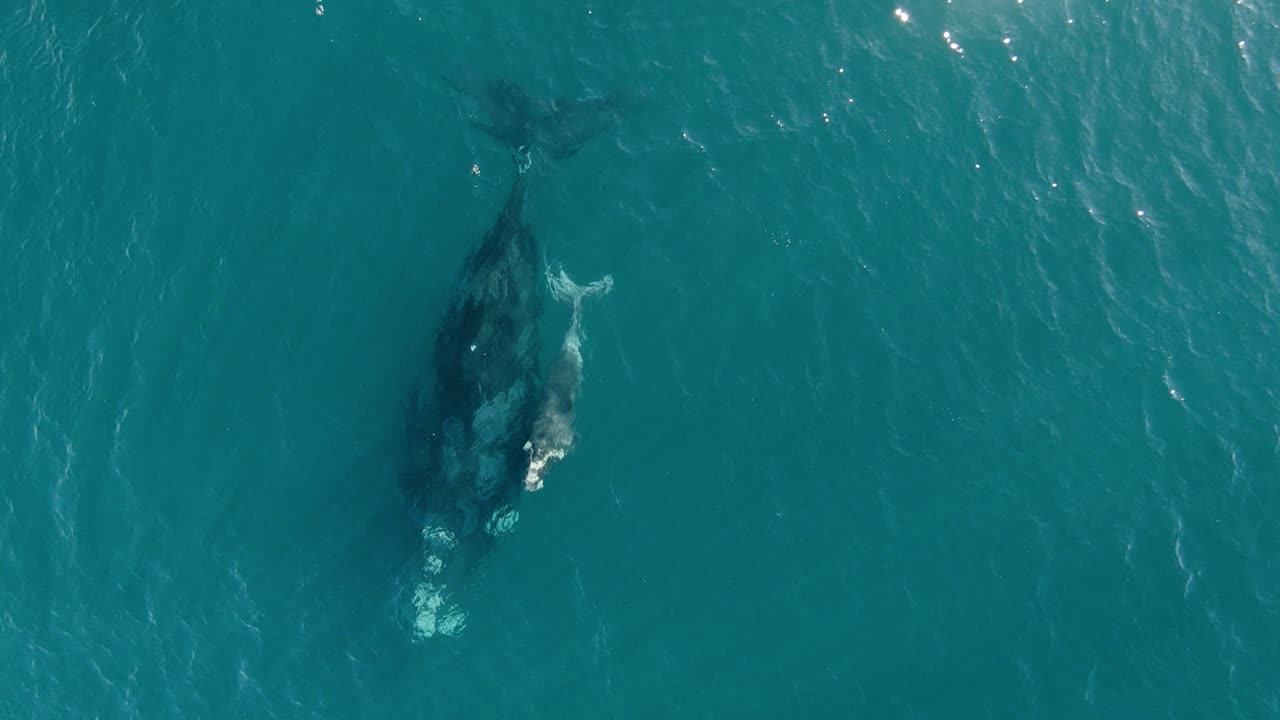 잔잔한 바다 표면의 아름다운 아기 고래 숨결 - 공중 조감도 슬로모션