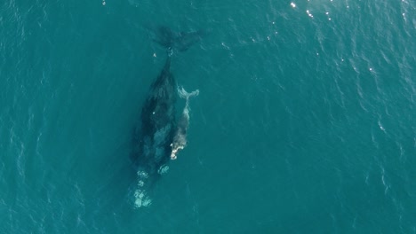 a-beautiful-baby-whale-breath-on-the-surface-of-the-calm-sea---Aerial-Bird´s-eye-view-Slowmotion