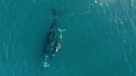 un hermoso aliento de ballena bebé en la superficie del mar en calma - vista aérea de pájaro en cámara lenta