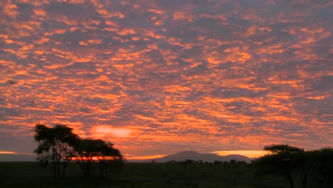una hermosa puesta de sol roja y naranja en las llanuras de áfrica