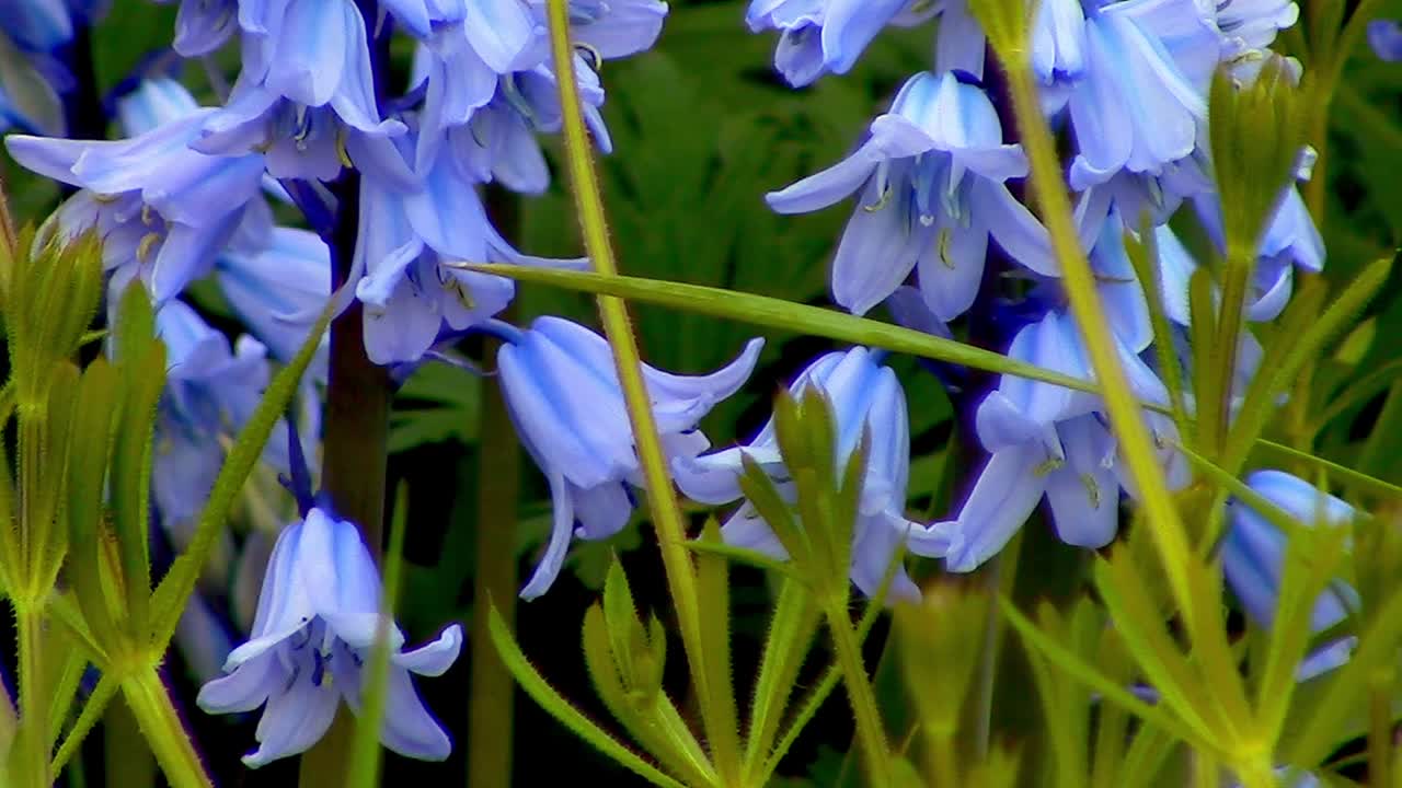 Close-up of bluebells growing in an English Garden