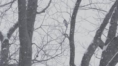 blue jay resting on a branch during heavy snowfall