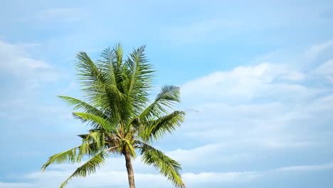 una palmera de coco balanceando frondas en cámara lenta contra el cielo azul con nubes blancas - estática