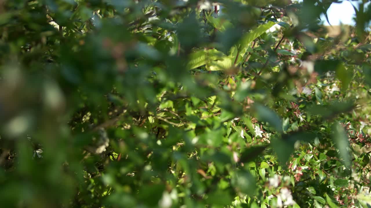 울창한 초록색 잎과 가지의 클로즈업